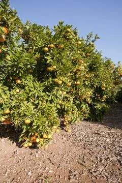 Tree with fruit Stock Photos
