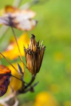 Tree fruit Stock Photos