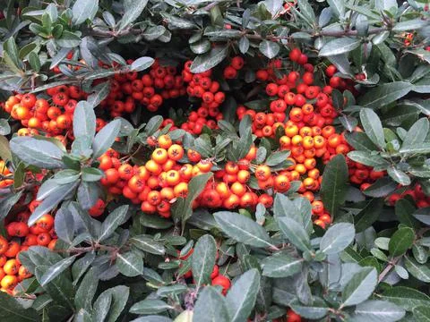 Tree with fruit Foto stock