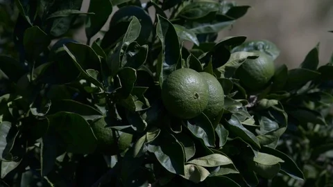 Tree with fruits Stock Footage 121091639