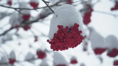 Tree Fruits full of Snow Stock Footage 133966871