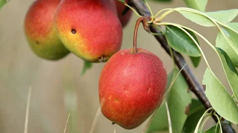 Tree with fruits pear Stock Footage 8637198