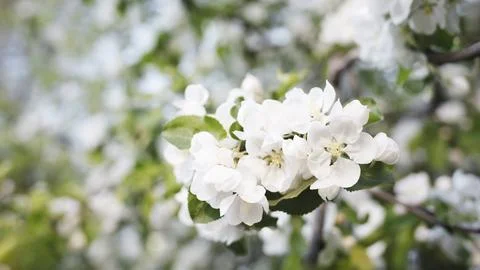 A tree in full bloom, covered in white flowers. The flowers have opened and a Foto stock