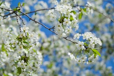 Tree in full bloom, covered in white flowers. flowers are in various stages o Stock-Fotos