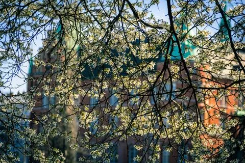 Tree in full bloom in the park next to the city library of Malmö, Sweden Foto stock
