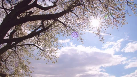 Tree in full bloom in spring Stock Footage 230026438