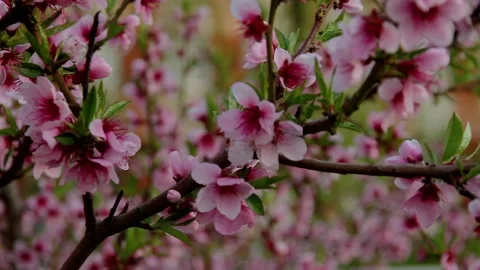 Tree full of blooming beautiful peach pink flowers Vídeos de archivo 129102021