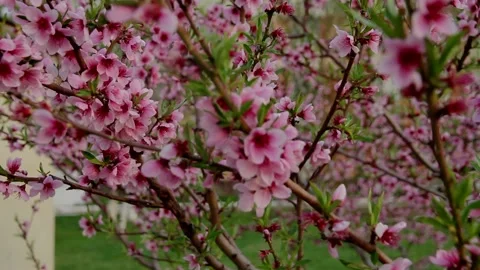 Tree full of blooming beautiful peach pink flowers on a blurred background Vídeos de archivo 129102023