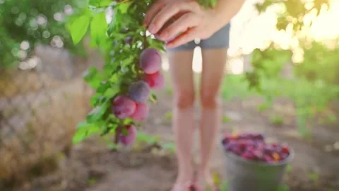 Tree full of blue plums in an orchard. Woman picking blue plums in a orchard. Stock Footage 165114019