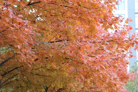 Tree full of bright orange leaves Stock Photos