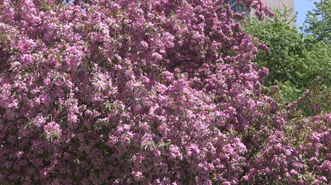 Tree full of Cherry blossoms Stock Footage 38645269