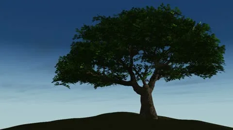 Tree full day Stock Footage 10831642