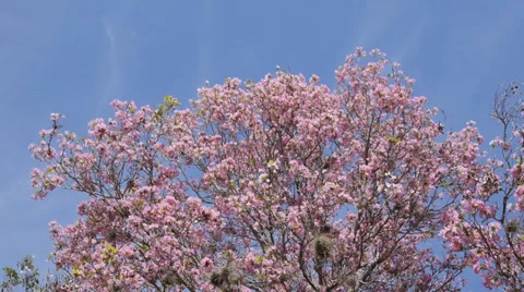 Tree full of flowers Stock Footage 37440098