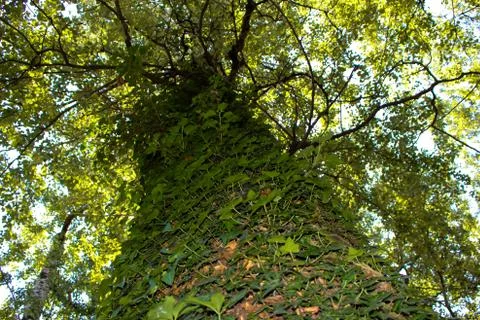 A tree full of foliage 2 Stock Photos