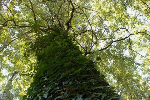 A tree full of foliage 3 Stock Photos