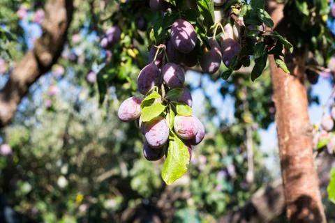 Tree full of fresh plums Stock Photos