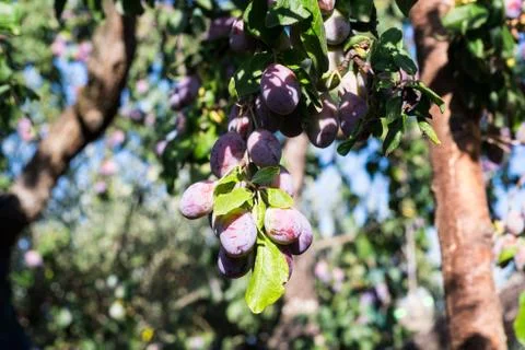 Tree full of fresh plums Stock Photos