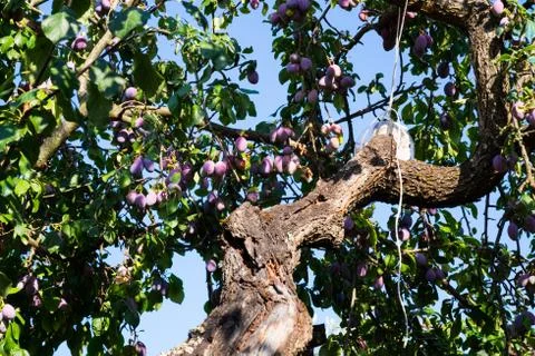 Tree full of fresh plums Stock Photos