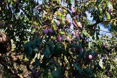 Tree full of fresh plums Stock Photos