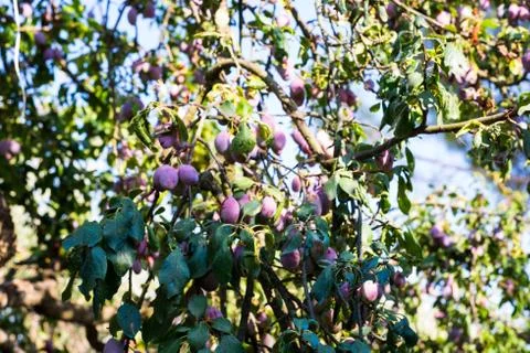 Tree full of fresh plums Stock Photos