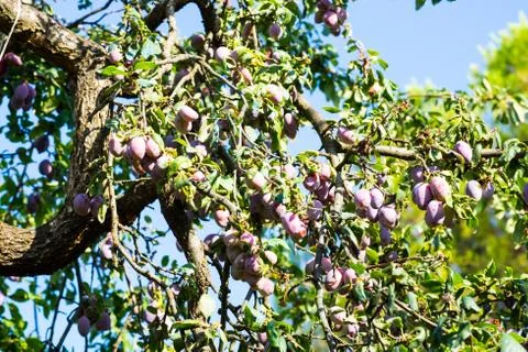 Tree full of fresh plums Stock Photos