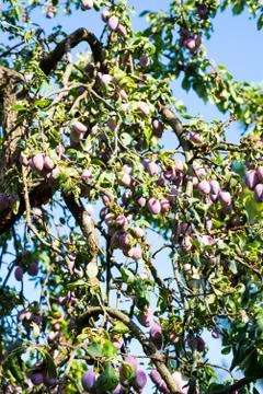 Tree full of fresh plums Stock Photos