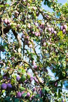 Tree full of fresh plums Stock Photos
