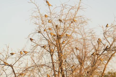 Tree full of House sparrows Stock Photos