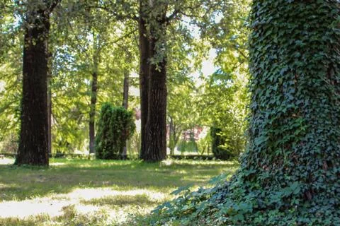 A tree full of leafs Stock Photos