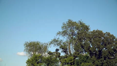 Tree Full of Leaves Blowing in the Wind Stock-Footage 277420462