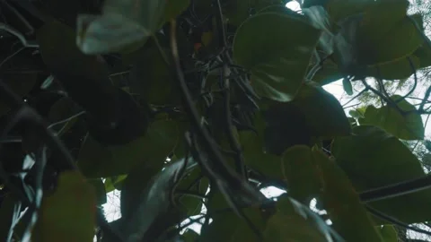 Tree full of leaves Stock Footage 151041123