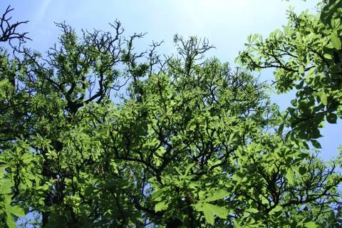 Tree full of leaves Foto stock