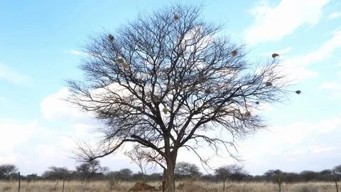 Tree full of nests in Namibia, Africat, Africa in 4K Stock Footage 90782056