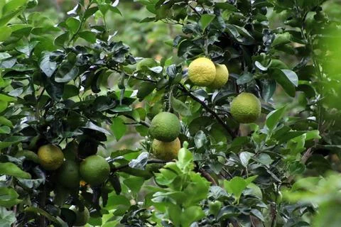 A tree full of oranges Stock Photos