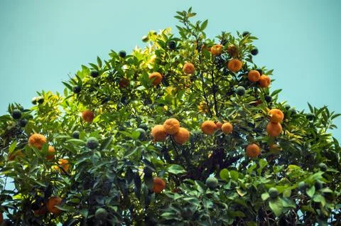 Tree full of oranges in summertime Foto stock