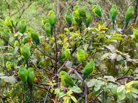 Tree full of parakeets in Brazil Stock Photos