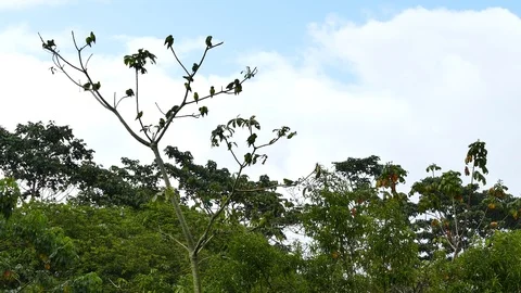 Tree full of parrots in Panama with cloudy skies Video stock 91901926