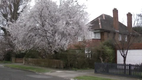 Tree in full pink blossom on a windy day Stock Footage 104311236