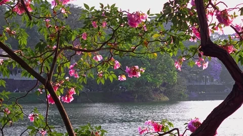A tree full of pink Tabebuia rosea blossoms in full bloom near a calm lake. Video stock 306547896