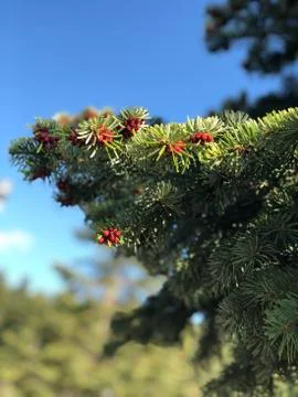 The tree full of red and greenery Stock Photos