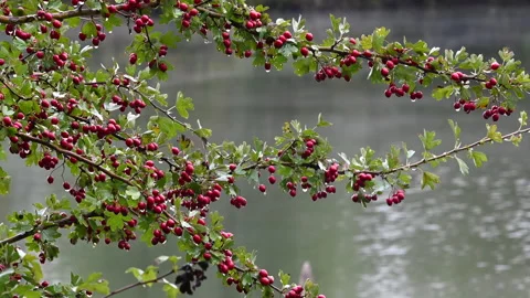 Tree full of red berries growing by a large body of water Stock Footage 150201961