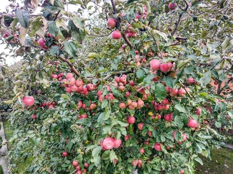 Tree full of ripe apples in October in Maramures, Romania 库存照片