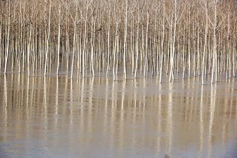 Tree in the full river . Spring landscape with birch trees and melt water on the Stock Photos