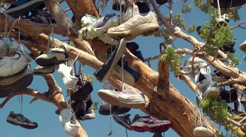 Tree full of Shoes 스톡 동영상 32288845