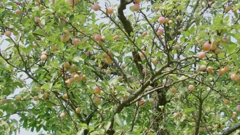 Tree full with small yellow plums Stock Footage 283062413