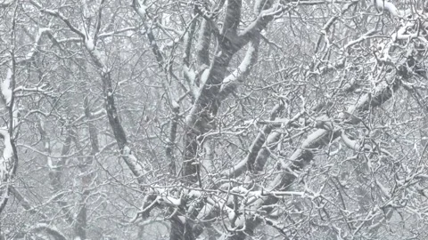 Tree full of snow during a Snow storm in Imlil, Morocco. Toubkal National Parc. Video stock 328998595