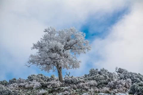 A Tree full of Snow Stock-Fotos