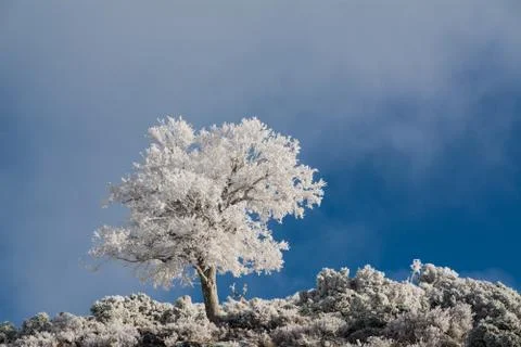A Tree full of Snow in the Sun Stock-Fotos