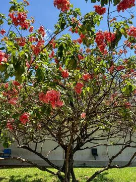 A tree full of vibrantly colored flowers Stock Photos