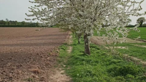 Tree full of white blossom blowing in the breeze in the countryside Video stock 273135264